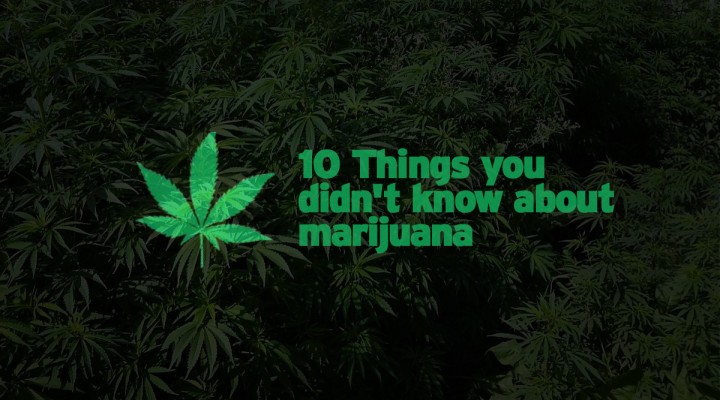 10 Things you didn’t know about marijuana