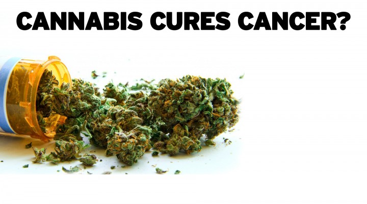 Cannabis Cures Cancer?