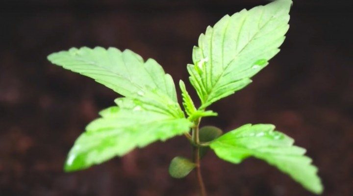 WEED 3 – The Marijuana Revolution – Dr. Sanjay Gupta