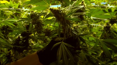 The Future of Weed: HIGH COUNTRY