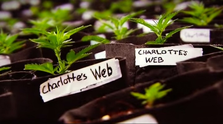 WEED 2 – Cannabis Madness – Dr. Sanjay Gupta Reports