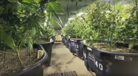 Clearing the Smoke: The Science of Cannabis