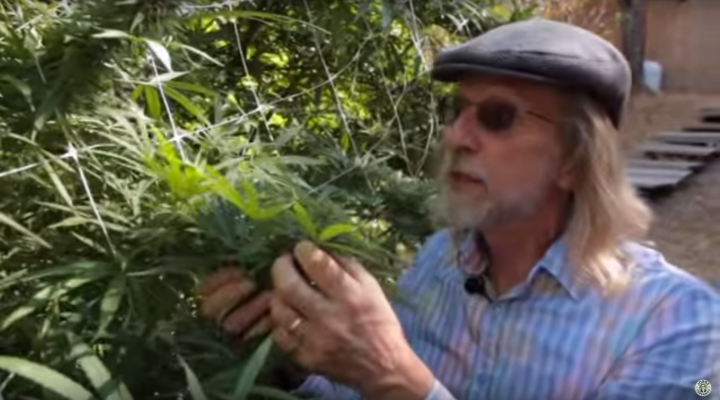 Grow Cannabis – The Green Giants of California