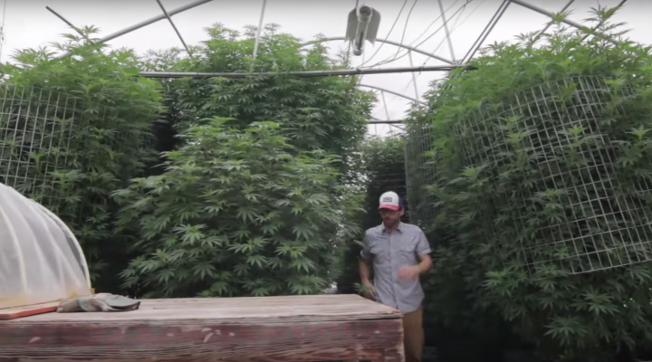 Cannabis Greenhouse Systems