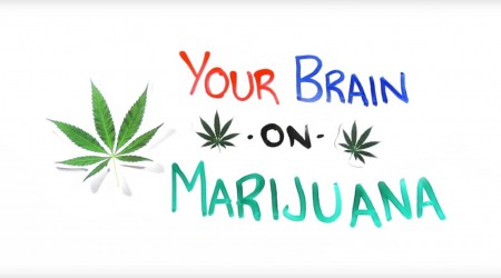 Your Brain on Marijuana