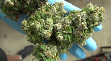 How To Harvest Big Buds Indoors