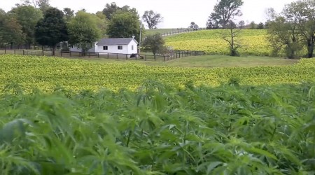 Is Hemp Farming, Beating Big Tabacco!?