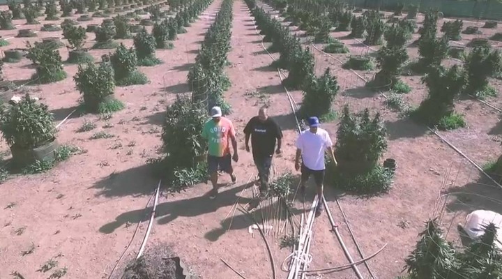 Marijuana Mania | Episode 1