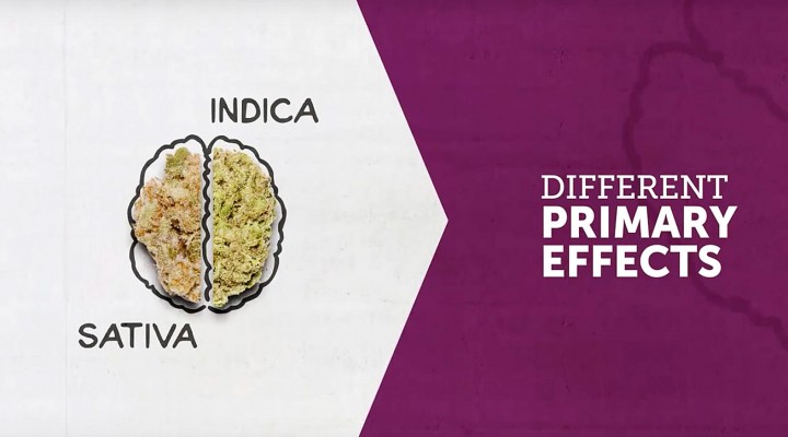 What’s the difference between Indica, Sativa & Hybrid?