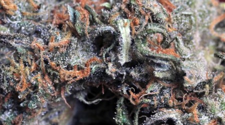 Strawberry Cough: Biography of an Award-Winning Cannabis Strain