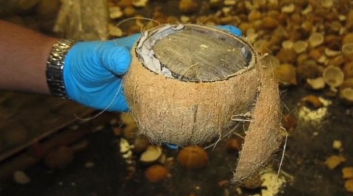 Half a Ton of Weed Found Hidden in Coconuts