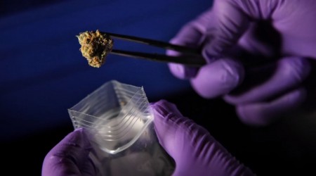 Marijuana Geneticists Sets Out to Build Better Weed