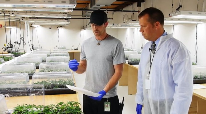 Medical Marijuana Growing Facility Documentary