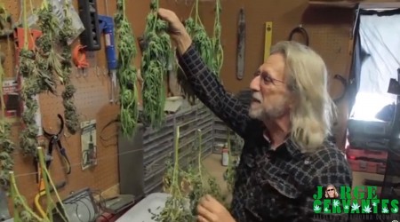 Jorge Cervantes | Tips: Drying Big Buds