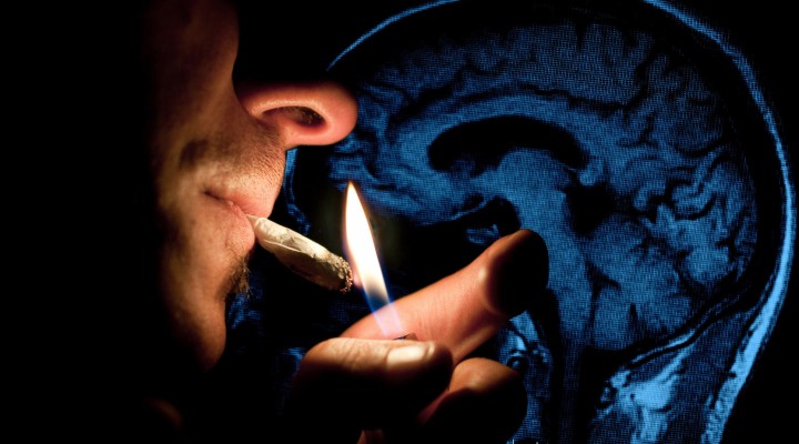 Marijuana’s Effects on the Brain’s Pleasure Center Explored