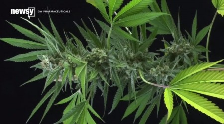 New Hope For Marijuana-Based Prescription Drugs