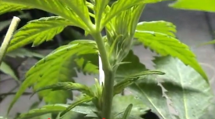 Detecting Male or Female Cannabis Plants