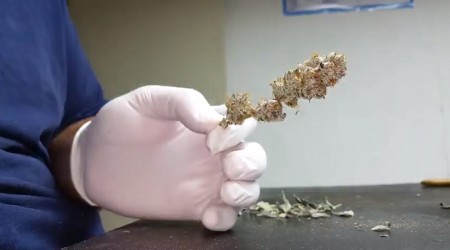 Trimming a piece of weed in fast motion