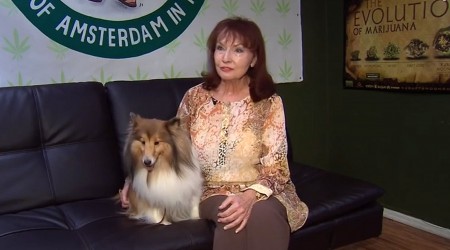 Pot For Pets | Dog Owners Use Marijuana for Canine Ailments