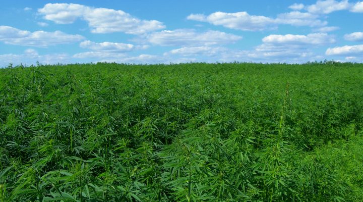 The Bulletin tells us about hemp farmers challenges establishing Oregon’s third cannabis industry